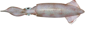 Squid PNG-47191